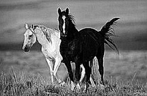 Due Cavalli